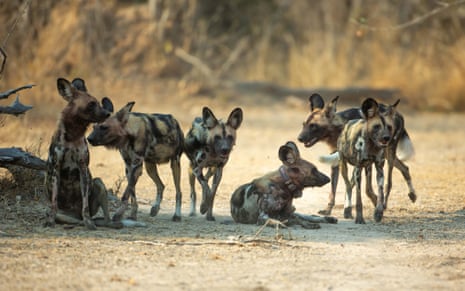 ‘Like a Disney movie’: Three wild dog brothers make Africa’s longest journey