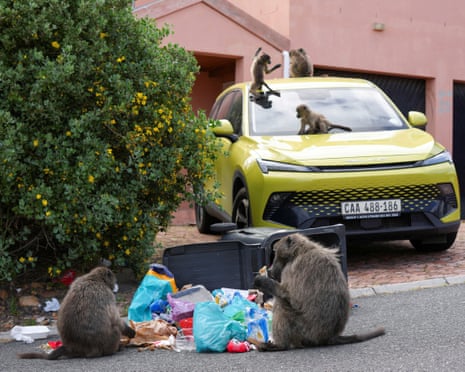 ‘It’s hard to sell a house when it’s covered in baboon faeces’: Cape Town divided over plan to remove its monkeys